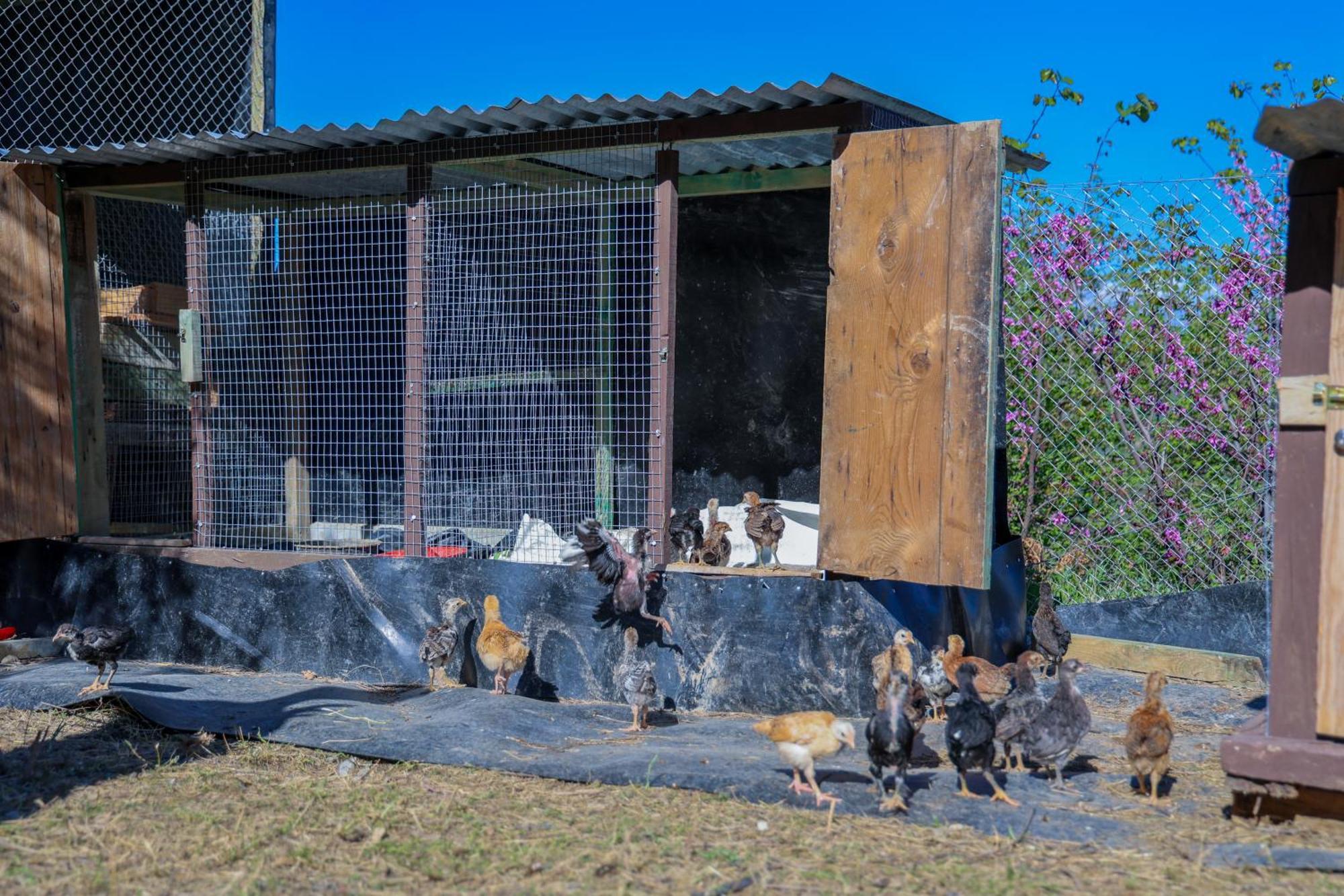 Villa Shpiragu Village Experience Berat Zewnętrze zdjęcie