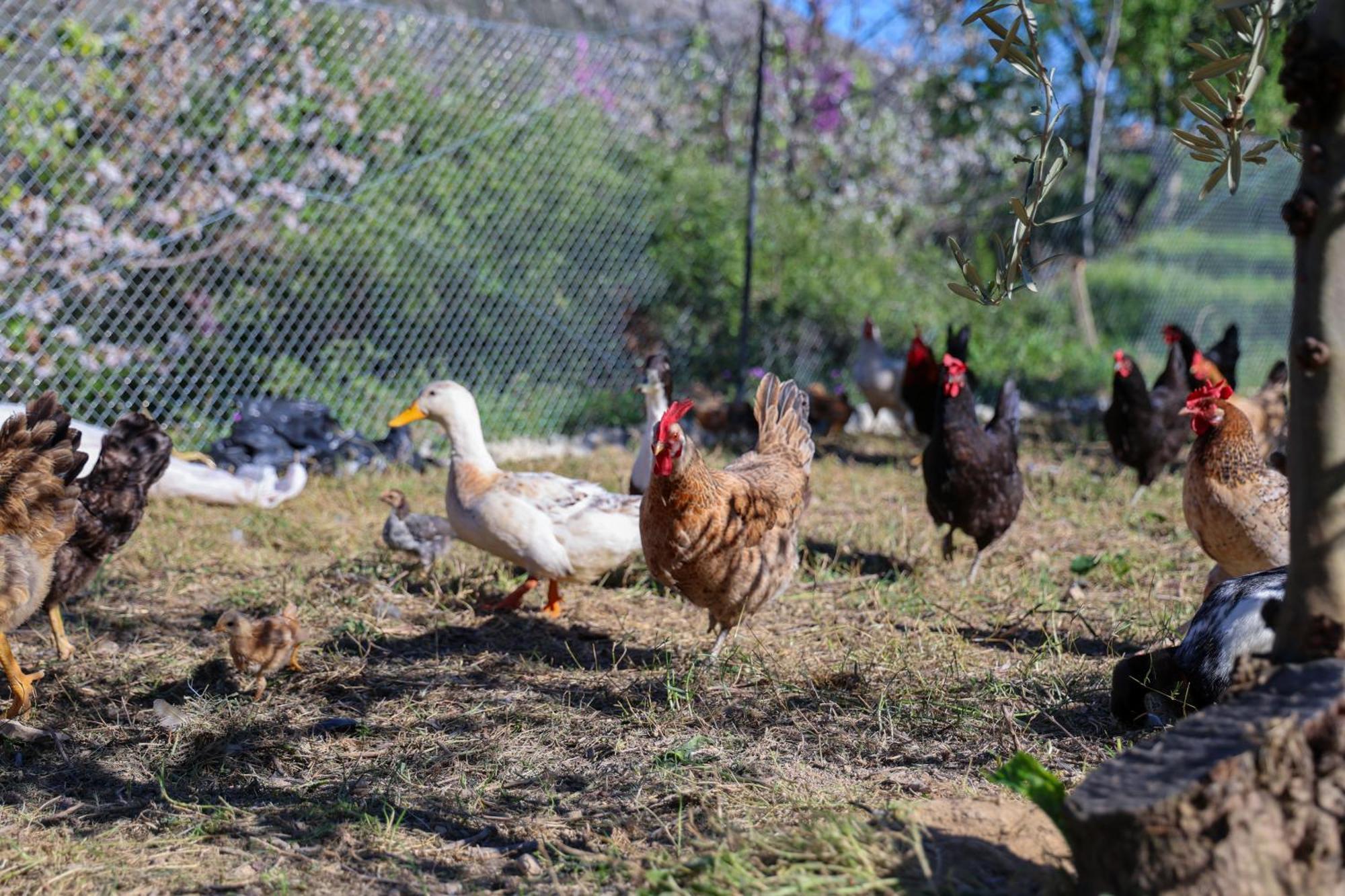 Villa Shpiragu Village Experience Berat Zewnętrze zdjęcie