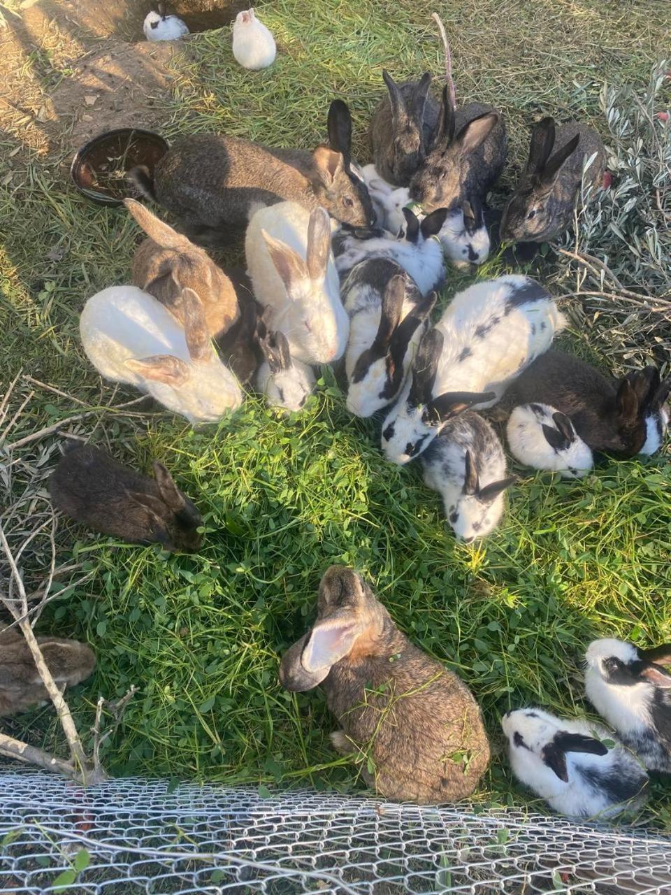 Villa Shpiragu Village Experience Berat Zewnętrze zdjęcie